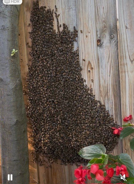 Swarm photo